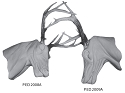 PED2008A